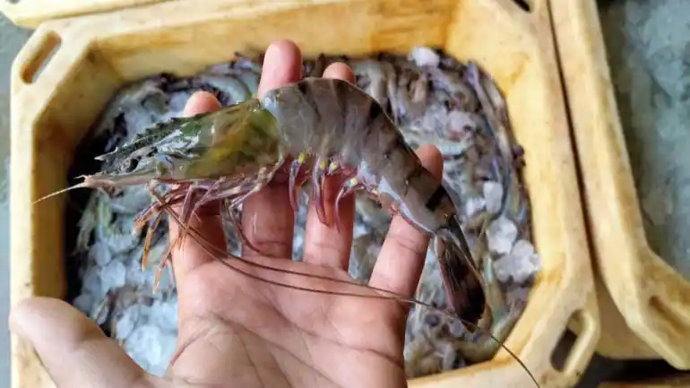 India sees record production of cultured shrimp, export