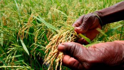 National food security unaffected by Russia-Ukraine conflict