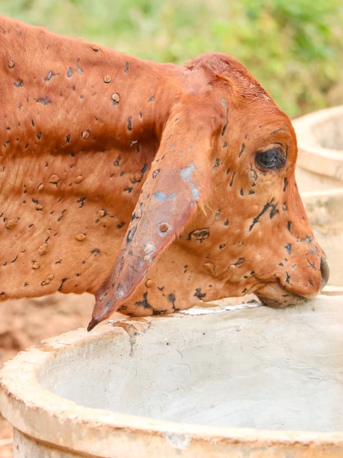 Lumpy skin disease reported in Indonesia, putting northern biosecurity on high alert
