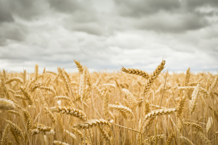 Ukraine war detonates EU food security debate, but will sustainability pay the price?