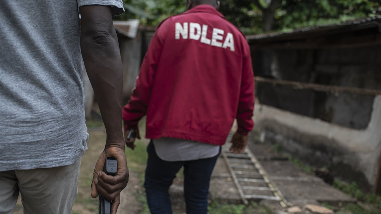 NDLEA nabs two fake security agents with illicit drugs, substances in Yobe